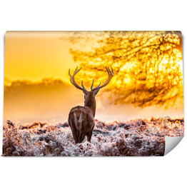 Fototapeta samoprzylepna Sylwetka jelenia o świcie na polanie