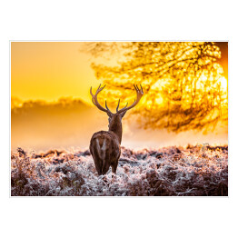 Plakat samoprzylepny Sylwetka jelenia o świcie na polanie