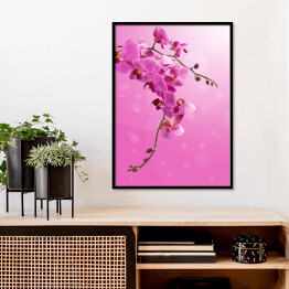 Plakat w ramie Piękny zwisający różowy storczyk