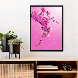 Obraz w ramie Piękny zwisający różowy storczyk