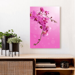 Obraz na płótnie Piękny zwisający różowy storczyk