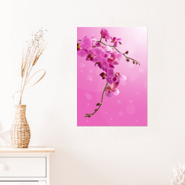 Plakat Piękny zwisający różowy storczyk