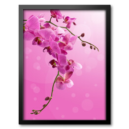 Obraz w ramie Piękny zwisający różowy storczyk