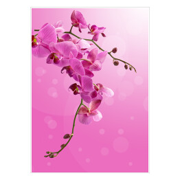 Plakat Piękny zwisający różowy storczyk