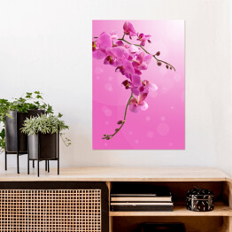 Plakat samoprzylepny Piękny zwisający różowy storczyk