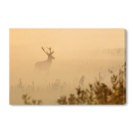  Jeleń na polanie we mgle o poranku