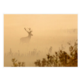 Jeleń na polanie we mgle o poranku