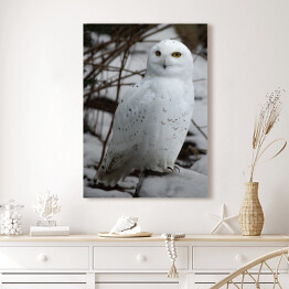 Obraz na płótnie Biała sowa w śniegu
