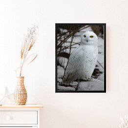 Obraz w ramie Biała sowa w śniegu