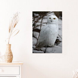 Plakat samoprzylepny Biała sowa w śniegu