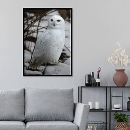 Plakat w ramie Biała sowa w śniegu