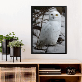 Obraz w ramie Biała sowa w śniegu