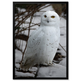 Obraz klasyczny Biała sowa w śniegu