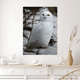 Plakat samoprzylepny Biała sowa w śniegu
