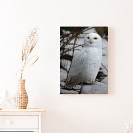 Obraz na płótnie Biała sowa w śniegu