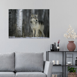 Plakat Szary wilk w lesie