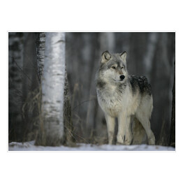 Szary wilk w lesie