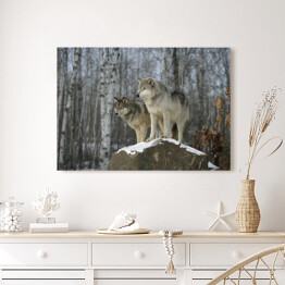 Obraz na płótnie Szare wilki nad urwiskiem