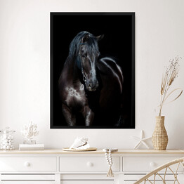 Obraz w ramie Czarny koń na czarnym tle