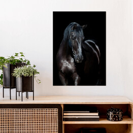 Plakat Czarny koń na czarnym tle