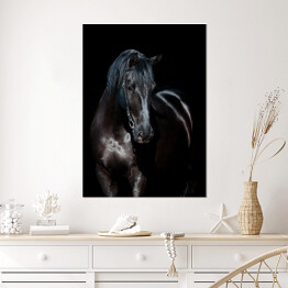 Plakat samoprzylepny Czarny koń na czarnym tle