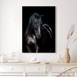 Obraz na płótnie Czarny koń na czarnym tle