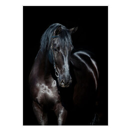 Plakat Czarny koń na czarnym tle