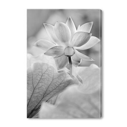 Obraz na płótnie Kwiaty czarno białe