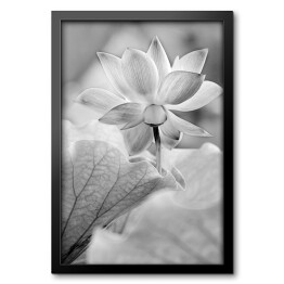 Obraz w ramie Kwiaty czarno białe