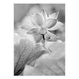 Plakat samoprzylepny Kwiaty czarno białe