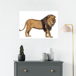 Plakat Widok z boku - patrzący w kamerę stojący lew