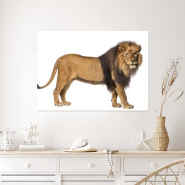 Widok z boku - patrzący w kamerę stojący lew
