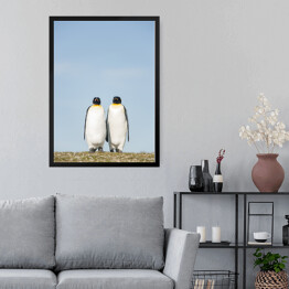 Obraz w ramie Para pingwiny