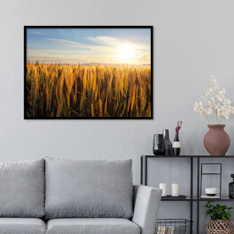 Plakat w ramie Zachód słońca nad polem pszenicy