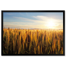 Plakat w ramie Zachód słońca nad polem pszenicy