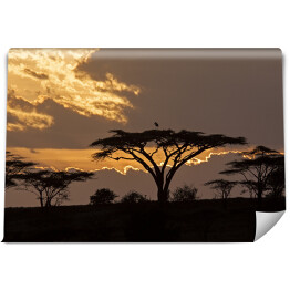 Fototapeta winylowa zmywalna Zachód słońca na safari