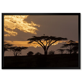 Plakat w ramie Zachód słońca na safari