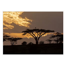Plakat samoprzylepny Zachód słońca na safari