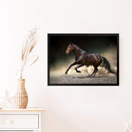 Obraz w ramie Czarny koń galopujący w kurzu pustyni