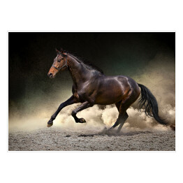 Plakat samoprzylepny Czarny koń galopujący w kurzu pustyni