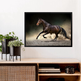 Obraz w ramie Czarny koń galopujący w kurzu pustyni