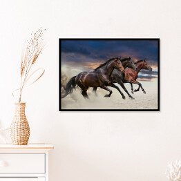 Plakat w ramie Konie biegnące w galopie wzdłuż piaszczystego pola