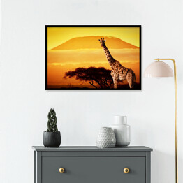 Plakat w ramie Żyrafa na sawannie na tle góry Kilimandżaro o za chodzie słońca