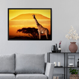 Obraz w ramie Żyrafa na sawannie na tle góry Kilimandżaro o za chodzie słońca