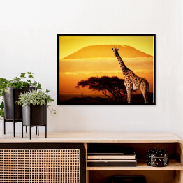 Plakat w ramie Żyrafa na sawannie na tle góry Kilimandżaro o za chodzie słońca