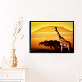 Obraz w ramie Żyrafa na sawannie na tle góry Kilimandżaro o za chodzie słońca