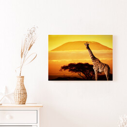 Obraz na płótnie Żyrafa na sawannie na tle góry Kilimandżaro o za chodzie słońca