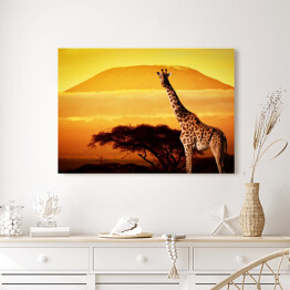Obraz na płótnie Żyrafa na sawannie na tle góry Kilimandżaro o za chodzie słońca