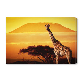  Żyrafa na sawannie na tle góry Kilimandżaro o za chodzie słońca