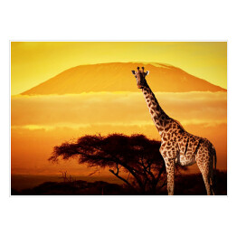 Żyrafa na sawannie na tle góry Kilimandżaro o za chodzie słońca